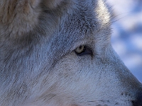 Arctic Wolf 060